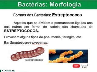 Formas das Bactérias: Estreptococos
 