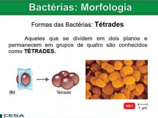 Formas das Bactérias: Tétrades
 