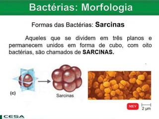 Formas das Bactérias: Sarcinas
 