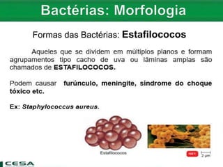 Formas das Bactérias: Estafilococos
 