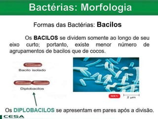 Formas das Bactérias: Bacilos
 