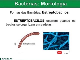 Formas das Bactérias: Estreptobacilos
 