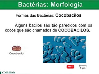 Formas das Bactérias: Cocobacilos
 
