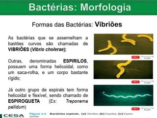 Formas das Bactérias: Vibriões
 