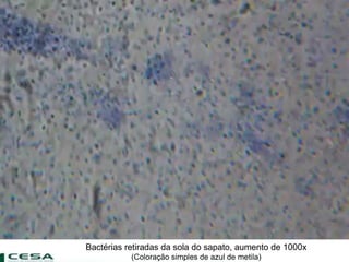 Bactérias retiradas da sola do sapato, aumento de 1000x
(Coloração simples de azul de metila)
 