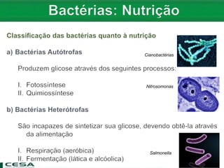 Cianobactérias
Nitrosomonas
Salmonella
 