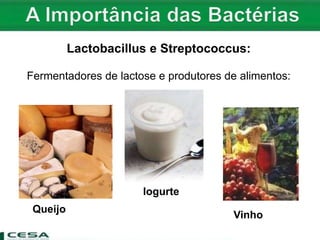Queijo
Iogurte
Vinho
Lactobacillus e Streptococcus:
Fermentadores de lactose e produtores de alimentos:
 
