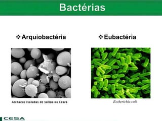 Arquiobactéria
Escherichia coli
Eubactéria
 