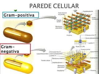 Gram-positiva




Gram-
negativa
 