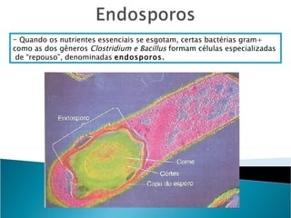 - Quando os nutrientes essenciais se esgotam, certas bactérias gram+
como as dos gêneros Clostridium e Bacillus formam células especializadas
 de “repouso”, denominadas endosporos.
 