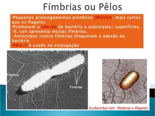 •Pequenos prolongamentos protéicos IMÓVEIS, mais curtos
que os flagelos.
•Promovem a adesão da bactéria a substratos/ superfícies.
-E. coli apresenta muitas fímbrias.
-Anticorpos contra fímbrias bloqueiam a adesão da
bactéria
•Pêlo-F é usado na conjugação
- Troca do material genético.
 