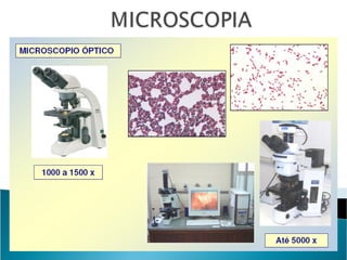 Aula Microbiologia Bactérias