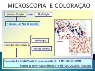 Aula Microbiologia Bactérias