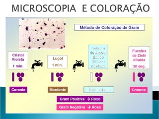 Aula Microbiologia Bactérias