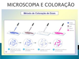 Aula Microbiologia Bactérias