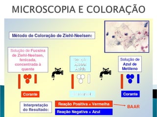 Aula Microbiologia Bactérias