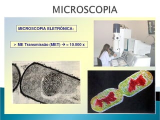 Aula Microbiologia Bactérias