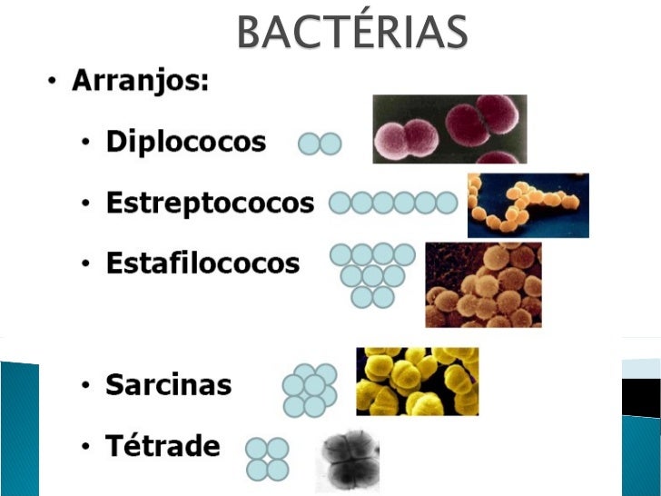 Aula Microbiologia Bactérias