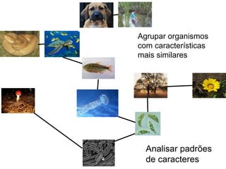 Agrupar organismos
com características
mais similares
Analisar padrões
de caracteres
 