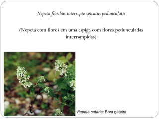 Nepeta floribus interrupte spicatus pedunculatis
(Nepeta com flores em uma espiga com flores pedunculadas
interrompidas)
Nepeta cataria; Erva gateira
 