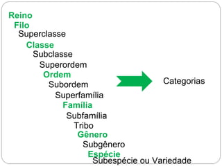 Reino
Filo
Superclasse
Classe
Subclasse
Superordem
Ordem
Subordem
Superfamília
Família
Subfamília
Tribo
Gênero
Subgênero
Espécie
Subespécie ou Variedade
Categorias
 