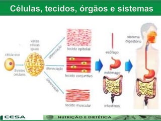 Aula 02 conceito e caracterização das células, tecidos, órgãos e ...