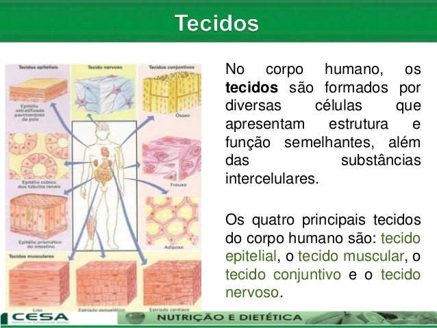 Aula 02 conceito e caracterização das células, tecidos, órgãos e si…