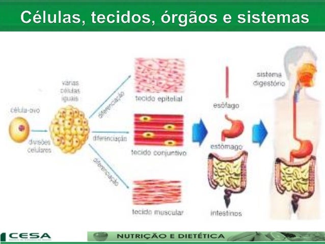 Aula 02 conceito e caracterização das células, tecidos, órgãos e si…