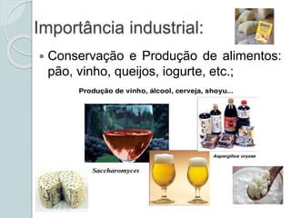 Importância industrial:
 Conservação e Produção de alimentos:
pão, vinho, queijos, iogurte, etc.;
 