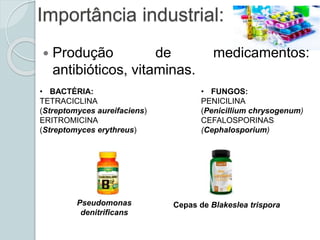 Importância industrial:
 Produção de medicamentos:
antibióticos, vitaminas.
• BACTÉRIA:
TETRACICLINA
(Streptomyces aureifaciens)
ERITROMICINA
(Streptomyces erythreus)
Pseudomonas
denitrificans
• FUNGOS:
PENICILINA
(Penicillium chrysogenum)
CEFALOSPORINAS
(Cephalosporium)
Cepas de Blakeslea trispora
 