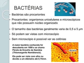 BACTÉRIAS
 Bactérias são procariontes
 Procariontes: organismos unicelulares e microscópicos
que não possuem núcleo organizado
 O tamanho das bactérias geralmente varia de 0,5 a 5 μm
 Só podem ser vistas com microscópio
 Sem microscópio é possível ver as colônias
A maior bactéria conhecida foi
descoberto em 1999 e se chama
Pérola de Enxofre de Namibia
(Thiomargarita Namibiensis).
Ela pode ser vista com olho nu
devido a um diâmetro até 0,75mm.
 