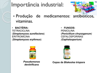 Importância industrial:
 Produção de medicamentos: antibióticos,
vitaminas.
• BACTÉRIA:
TETRACICLINA
(Streptomyces aureifaciens)
ERITROMICINA
(Streptomyces erythreus)
Pseudomonas
denitrificans
• FUNGOS:
PENICILINA
(Penicillium chrysogenum)
CEFALOSPORINAS
(Cephalosporium)
Cepas de Blakeslea trispora
 