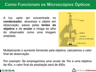 A luz, após ser concentrada no
condensador, atravessa o objeto em
observação, passa pelas lentes da
objetiva e da ocular e chega ao olho
do observador como uma imagem
ampliada.
Multiplicando o aumento fornecido pela objetiva, calculamos o valor
final de observação.
Por exemplo: Se empregarmos uma ocular de 10x e uma objetiva
de 40x, o valor final da ampliação será de 400x.
 