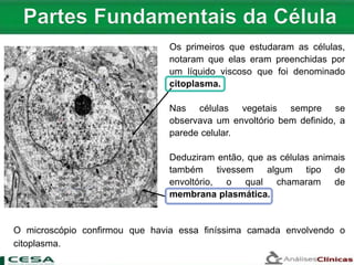 Os primeiros que estudaram as células,
notaram que elas eram preenchidas por
um líquido viscoso que foi denominado
citoplasma.
Nas células vegetais sempre se
observava um envoltório bem definido, a
parede celular.
Deduziram então, que as células animais
também tivessem algum tipo de
envoltório, o qual chamaram de
membrana plasmática.
O microscópio confirmou que havia essa finíssima camada envolvendo o
citoplasma.
 