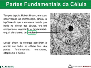 Tempos depois, Robert Brown, em suas
observações ao microscópio, lançou a
hipótese de que a estrutura ovóide que
havia no interior das células, era um
componente importante e fundamental,
o qual ele chamou de núcleo.
Desde então, os biólogos passaram a
admitir que todas as células tem três
partes fundamentais: membrana,
citoplasma e núcleo.
 