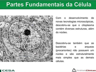 Com o desenvolvimento de
novas tecnologias microscópicas,
descobriu-se que o citoplasma
contém diversas estruturas, além
do núcleo.
Descobriu-se também que as
bactérias e arqueas
(procariontes) não possuem um
núcleo e são estruturalmente
mais simples que as demais
células.
 