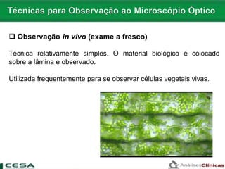  Observação in vivo (exame a fresco)
Técnica relativamente simples. O material biológico é colocado
sobre a lâmina e observado.
Utilizada frequentemente para se observar células vegetais vivas.
 