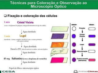  Fixação e coloração das células
 