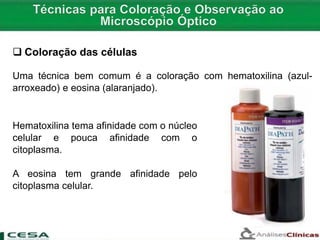  Coloração das células
Uma técnica bem comum é a coloração com hematoxilina (azul-
arroxeado) e eosina (alaranjado).
Hematoxilina tema afinidade com o núcleo
celular e pouca afinidade com o
citoplasma.
A eosina tem grande afinidade pelo
citoplasma celular.
 