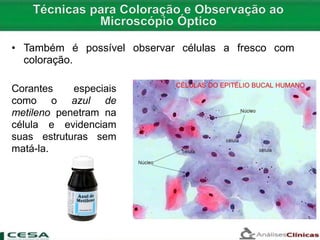 • Também é possível observar células a fresco com
coloração.
Corantes especiais
como o azul de
metileno penetram na
célula e evidenciam
suas estruturas sem
matá-la.
 