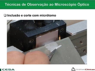  Inclusão e corte com micrótomo
 