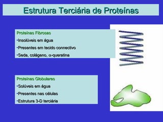 Estrutura Terciária de ProteínasEstrutura Terciária de Proteínas
Proteínas FibrosasProteínas Fibrosas
•Insolúveis em águaInsolúveis em água
•Presentes em tecido connectivoPresentes em tecido connectivo
•Seda, colágeno,Seda, colágeno, αα-queratina-queratina
Proteínas GlobularesProteínas Globulares
•Solúveis em águaSolúveis em água
•Presentes nas célulasPresentes nas células
•Estrutura 3-D terciáriaEstrutura 3-D terciária
 
