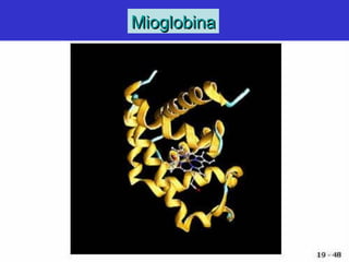 MioglobinaMioglobina
 