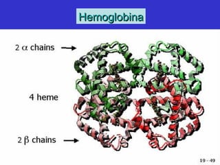 HemoglobinaHemoglobina
 