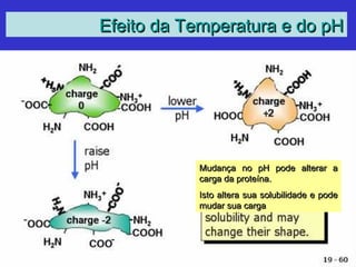 Efeito da Temperatura e do pHEfeito da Temperatura e do pH
Mudança no pH pode alterar aMudança no pH pode alterar a
carga da proteína.carga da proteína.
Isto altera sua solubilidade e podeIsto altera sua solubilidade e pode
mudar sua cargamudar sua carga
 