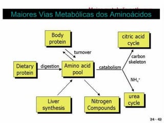 Maiores Vias Metabólicas dos AminoácidosMaiores Vias Metabólicas dos Aminoácidos
 
