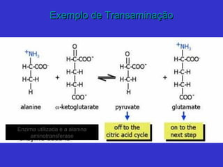 Exemplo de TransaminaçãoExemplo de Transaminação
Enzima utilizada é a alaninaEnzima utilizada é a alanina
aminotransferaseaminotransferase
 