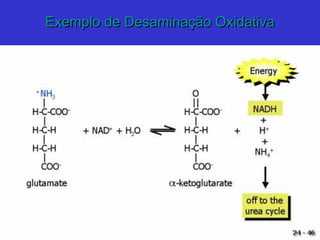 Exemplo de Desaminação OxidativaExemplo de Desaminação Oxidativa
 