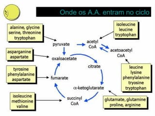 Onde os A.A. entram no cicloOnde os A.A. entram no ciclo
 
