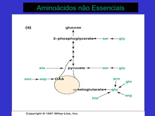 Aminoácidos não EssenciaisAminoácidos não Essenciais
 